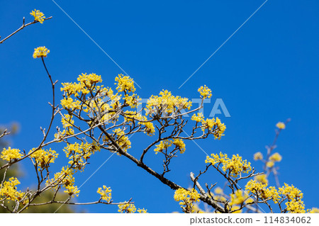 Yellow Cornus officinalis flowers blooming against the blue sky of early spring 114834062