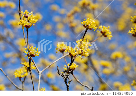 Yellow Cornus officinalis flowers blooming against the blue sky of early spring 114834090