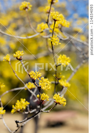 Yellow Cornus officinalis flowers blooming in early spring Yellow Cornus officinalis flowers blooming in early spring 114834093