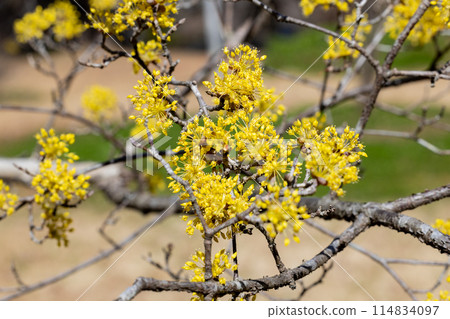 Yellow Cornus officinalis flowers blooming in early spring 114834097
