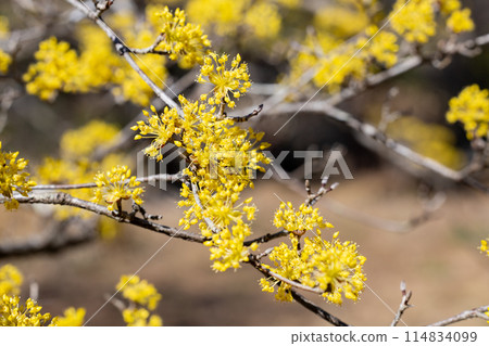Yellow Cornus officinalis flowers blooming in early spring 114834099