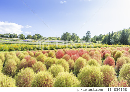 Kokia Takino Suzuran Hillside Park Sapporo City Kokia Takino Suzuran Hillside Park Sapporo City 114834168