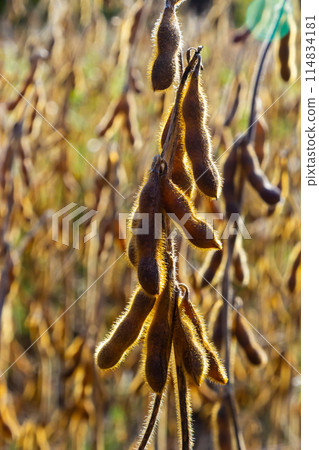 Soybeans pod macro. Harvest of soy beans - agriculture legumes plant. Soybean field - dry soyas pods Soybeans pod macro. Harvest of soy beans - agriculture legumes plant. Soybean field - dry soyas pods 114834181