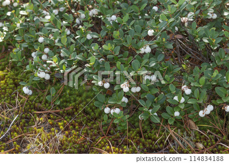 Shiratama no Ki (White Balloon Tree) Kutchan Town 114834188