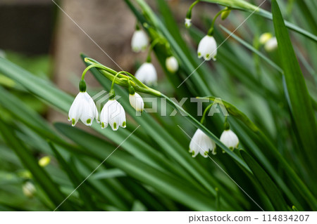 早春盛開的整齊花朵的雪花蓮 114834207