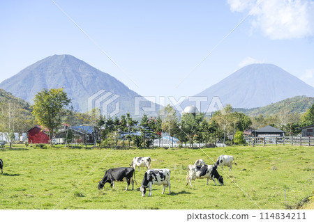 Autumn pastures and blue skies. Mt. Shiribetsu (left) and Mt. Yotei (right). Kimobetsu Town. Autumn pastures and blue skies. Mt. Shiribetsu (left) and Mt. Yotei (right). Kimobetsu Town. 114834211