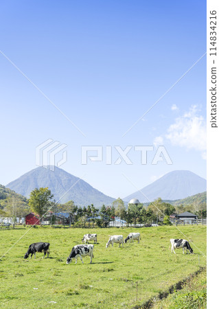 Autumn pastures and blue skies. Mt. Shiribetsu (left) and Mt. Yotei (right). Kimobetsu Town. Autumn pastures and blue skies. Mt. Shiribetsu (left) and Mt. Yotei (right). Kimobetsu Town. 114834216