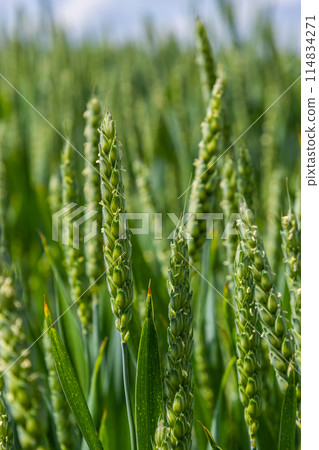 Green wheat field. Green background with wheat. Young green wheat seedlings growing on a field. Agricultural field on which grow immature young cereals, wheat Green wheat field. Green background with wheat. Young green wheat seedlings growing on a field. Agricultural field on which grow immature young cereals, wheat 114834271