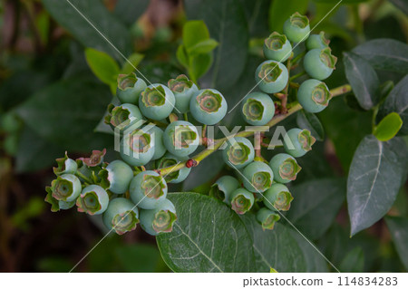 Green blueberries, Vaccinium corymbosum, ripening fruit on a blueberry bush, close-up view Green blueberries, Vaccinium corymbosum, ripening fruit on a blueberry bush, close-up view 114834283