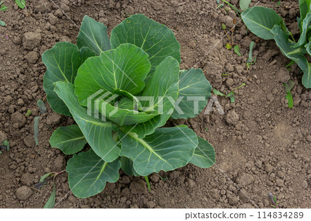 young cabbage sprout on the vegetable bed young cabbage sprout on the vegetable bed 114834289