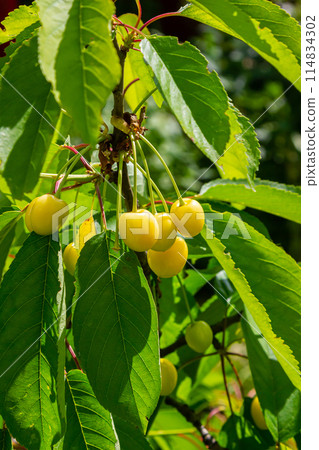 Branch of ripe red cherries on a tree in a garden Branch of ripe red cherries on a tree in a garden 114834302