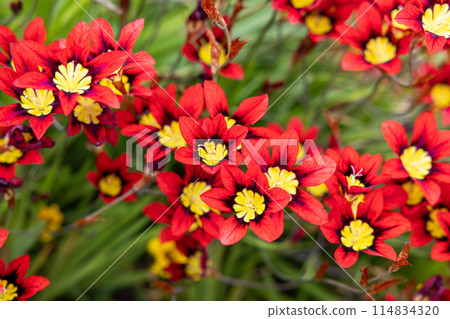 Bright red Sparaxis flowers blooming in abundance in the garden Bright red Sparaxis flowers blooming in abundance in the garden 114834320