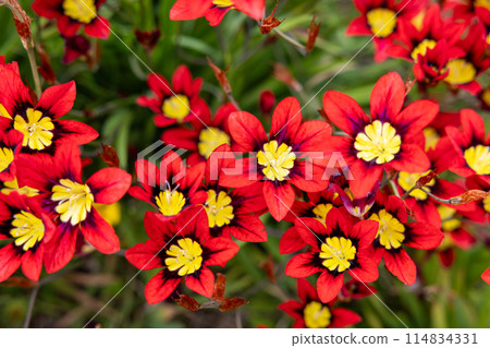 Bright red Sparaxis flowers blooming in abundance in the garden 114834331