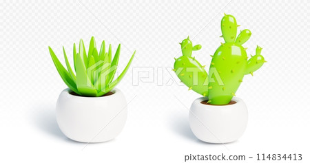 Cactus and green succulent in ceramic pots 114834413