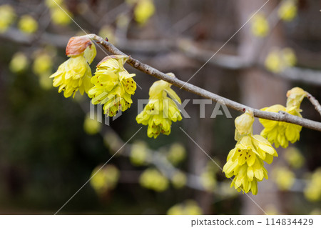 Yellow flowers of the Japanese dogwood blooming in the forest Yellow flowers of the Japanese dogwood blooming in the forest 114834429