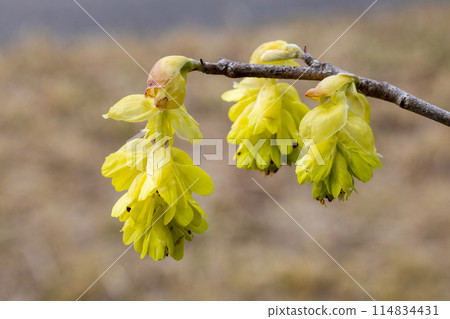 Yellow flowers of the Japanese dogwood blooming in the forest Yellow flowers of the Japanese dogwood blooming in the forest 114834431