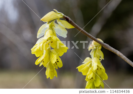 Yellow flowers of the Japanese dogwood blooming in the forest Yellow flowers of the Japanese dogwood blooming in the forest 114834436
