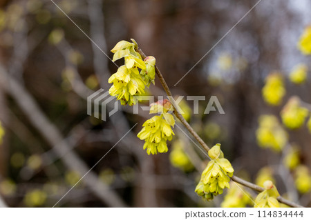 日本喇叭花在森林裡綻放的黃色花朵 114834444
