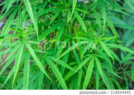 Cannabis, which is widely grown in Thailand for medical use, is supported by the government. Cannabis, which is widely grown in Thailand for medical use, is supported by the government. 114834445
