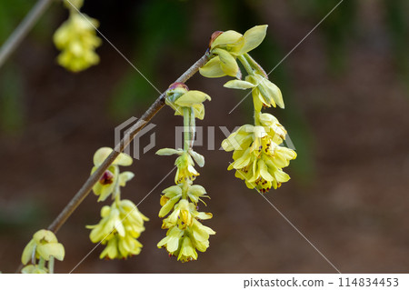 日本喇叭花在森林裡綻放的黃色花朵 114834453