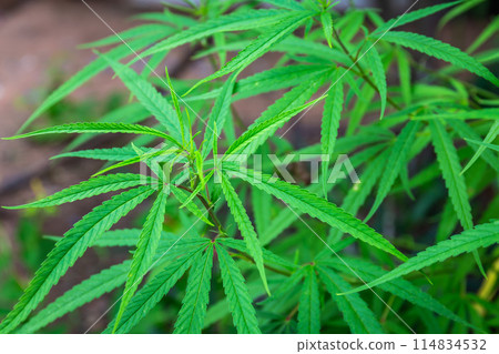 Cannabis, which is widely grown in Thailand for medical use, is supported by the government. 114834532