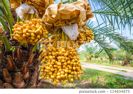 Plenty of fresh, ripe, yellow-orange dates are harvested on a field planted with insect-proof sacs. 114834875