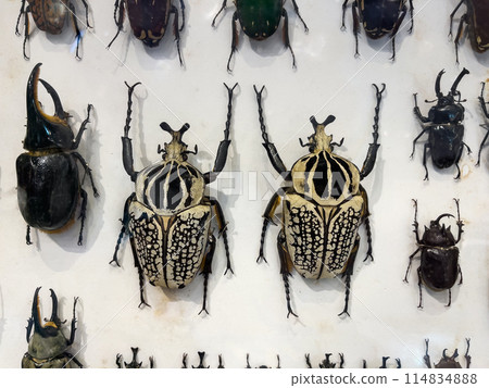 Collection of Big Goliathus Orientalis Stored in a clear glass box. Collection of Big Goliathus Orientalis Stored in a clear glass box. 114834888