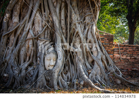 Buddha's head in tree roots at Wat Phra Mahathat Ayutthaya Historical Park is a popular tourist attraction. Buddha's head in tree roots at Wat Phra Mahathat Ayutthaya Historical Park is a popular tourist attraction. 114834978