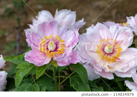 pink and white gradient button flowers pink and white gradient button flowers 114834979