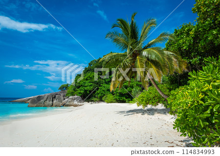 Beautiful view with blue sky and clouds, blue sea and white sand beach with coconut tree on Similan island, No.8 at Similan national park, Phuket, Thailand is most popular for tourist. Copy space 114834993