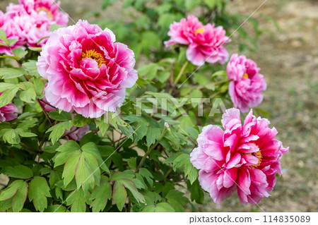 花園裡盛開的紅牡丹 花園裡盛開的紅牡丹 114835089