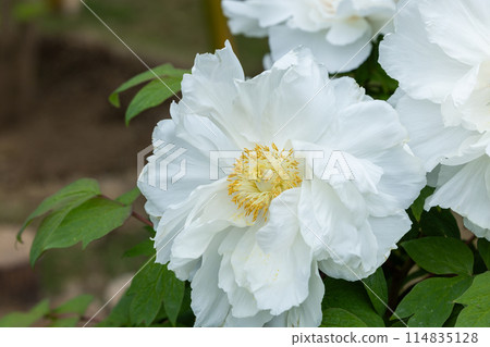 花園裡盛開的白色鈕扣花 114835128