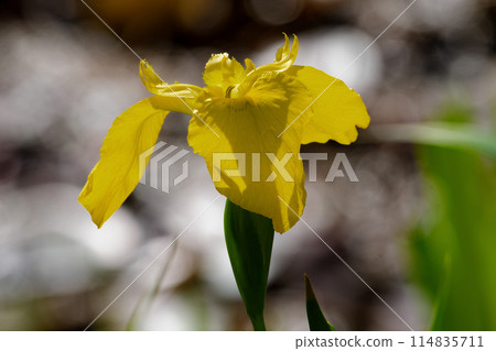 鳶尾科的歸化植物黃花 114835711