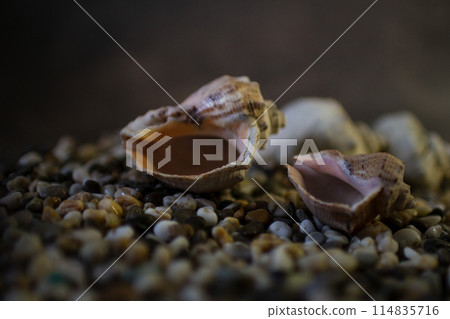 Black Sea rapan shells on pebbles 114835716