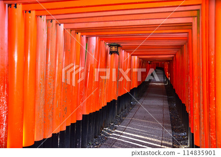 Fushimi-Inari Taisha Shrine Torii Torii Fushimi-Inari Taisha Shrine Torii Torii 114835901