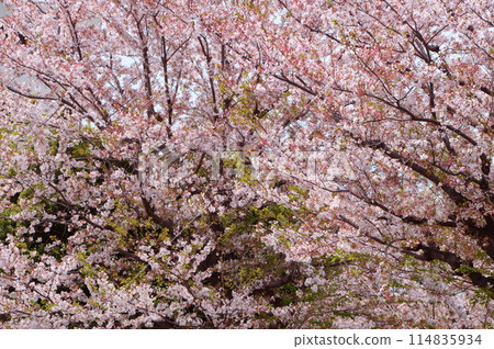 Spring in an apartment building, Hachioji City 114835934