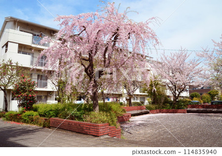 八太子市住宅區的春天 114835940