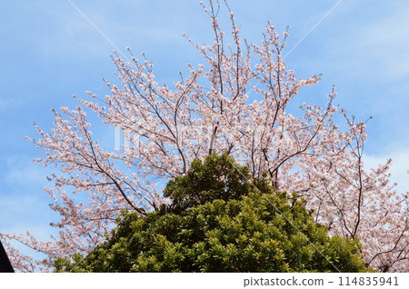 Spring in an apartment building, Hachioji City 114835941