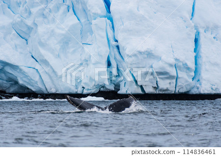 Tail of a humpback whale in the Antarctic 114836461