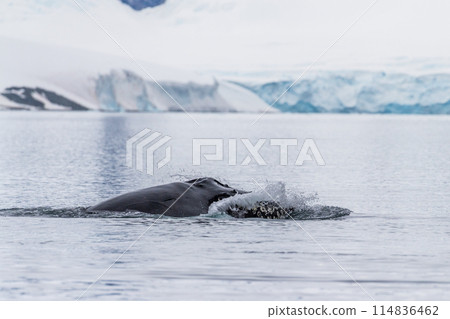 Close-up of a Whale Head 114836462