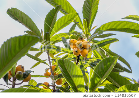 枇杷樹與橙色的果實 114836507