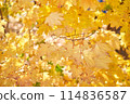 Yellow leaves on a tree. Yellow maple leaves on a blurred background. Golden leaves in autumn park. Sunny autumn day. High quality photo 114836587