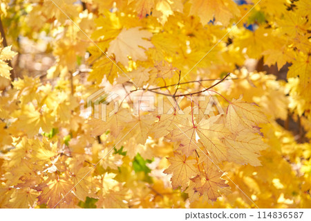 Yellow leaves on a tree. Yellow maple leaves on a blurred background. Golden leaves in autumn park. Sunny autumn day. High quality photo Yellow leaves on a tree. Yellow maple leaves on a blurred background. Golden leaves in autumn park. Sunny autumn day. High quality photo 114836587