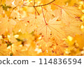 Yellow leaves on a tree. Yellow maple leaves on a blurred background. Golden leaves in autumn park. Sunny autumn day. High quality photo 114836594