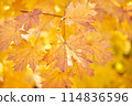 Yellow leaves on a tree. Yellow maple leaves on a blurred background. Golden leaves in autumn park. Sunny autumn day. High quality photo 114836596