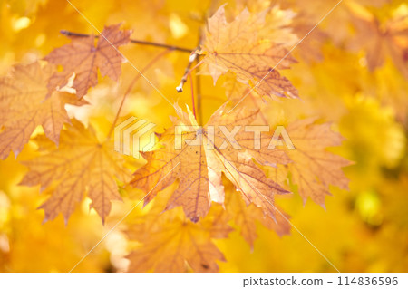 Yellow leaves on a tree. Yellow maple leaves on a blurred background. Golden leaves in autumn park. Sunny autumn day. High quality photo Yellow leaves on a tree. Yellow maple leaves on a blurred background. Golden leaves in autumn park. Sunny autumn day. High quality photo 114836596