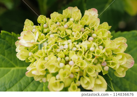 繡球花簇的照片,上面有許多白色的裝飾花。 繡球花簇的照片,上面有許多白色的裝飾花。 114836676