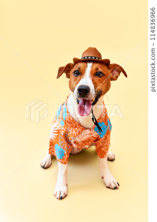 Cute and funny dog of the Jack Russell terrier breed in a cowboy hat and Hawaiian shirt on a sand-colored background. Travel preparation and planning. Close-up, indoors. Studio shot. Concept of 114836966