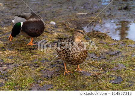 March 22, 2024. Russia. Rzhev. Ducks in the pond of the city park. March 22, 2024. Russia. Rzhev. Ducks in the pond of the city park. 114837313