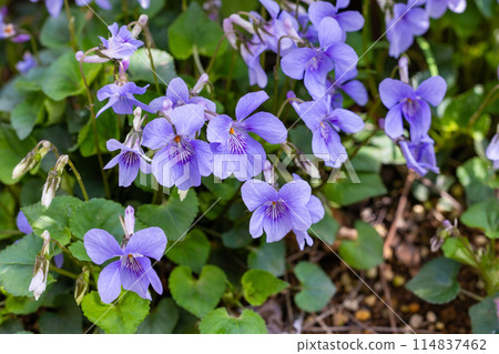 Viola tachibatsubosumi flowers bloom with the arrival of spring Viola tachibatsubosumi flowers bloom with the arrival of spring 114837462